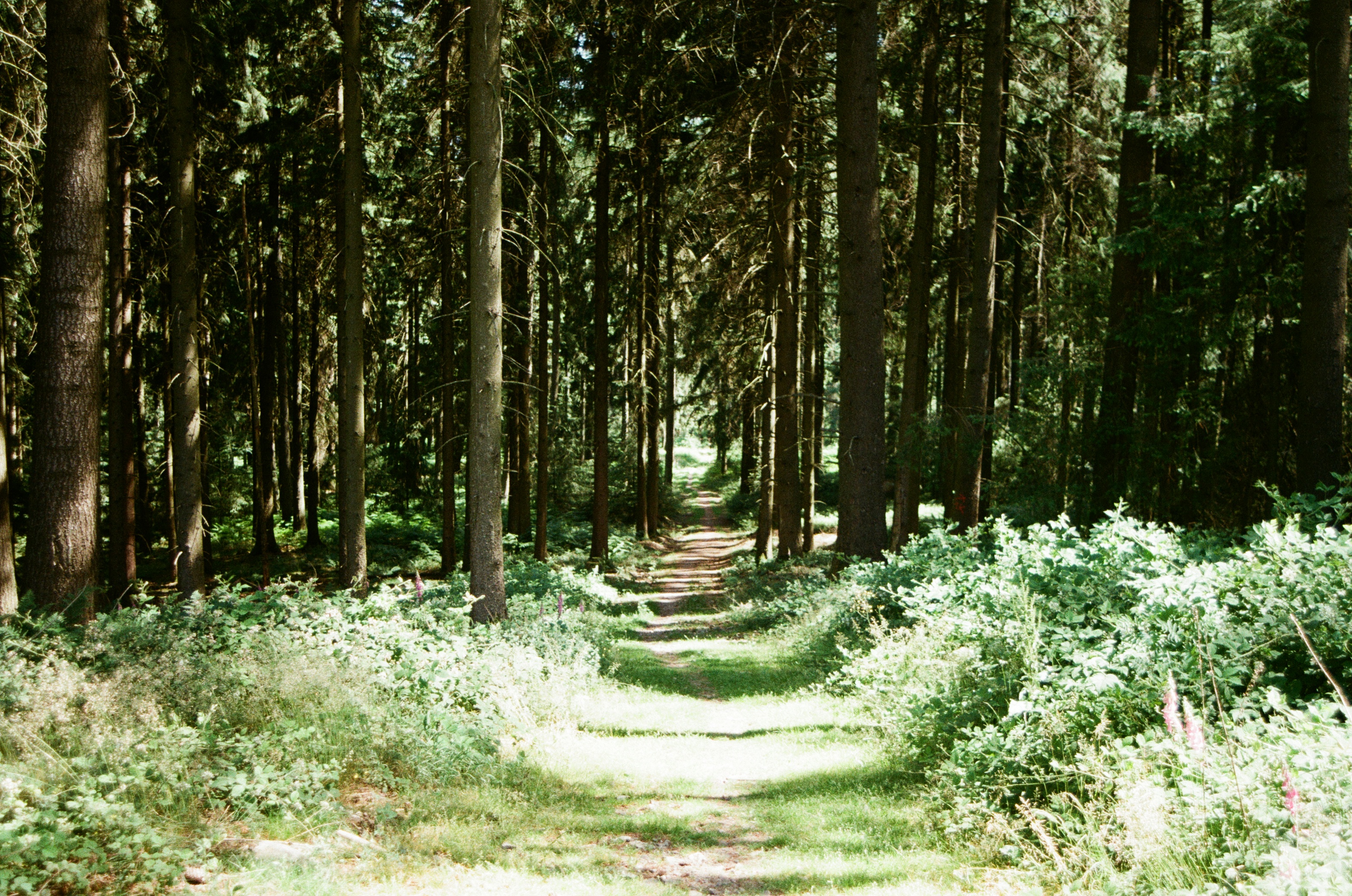 Forest path