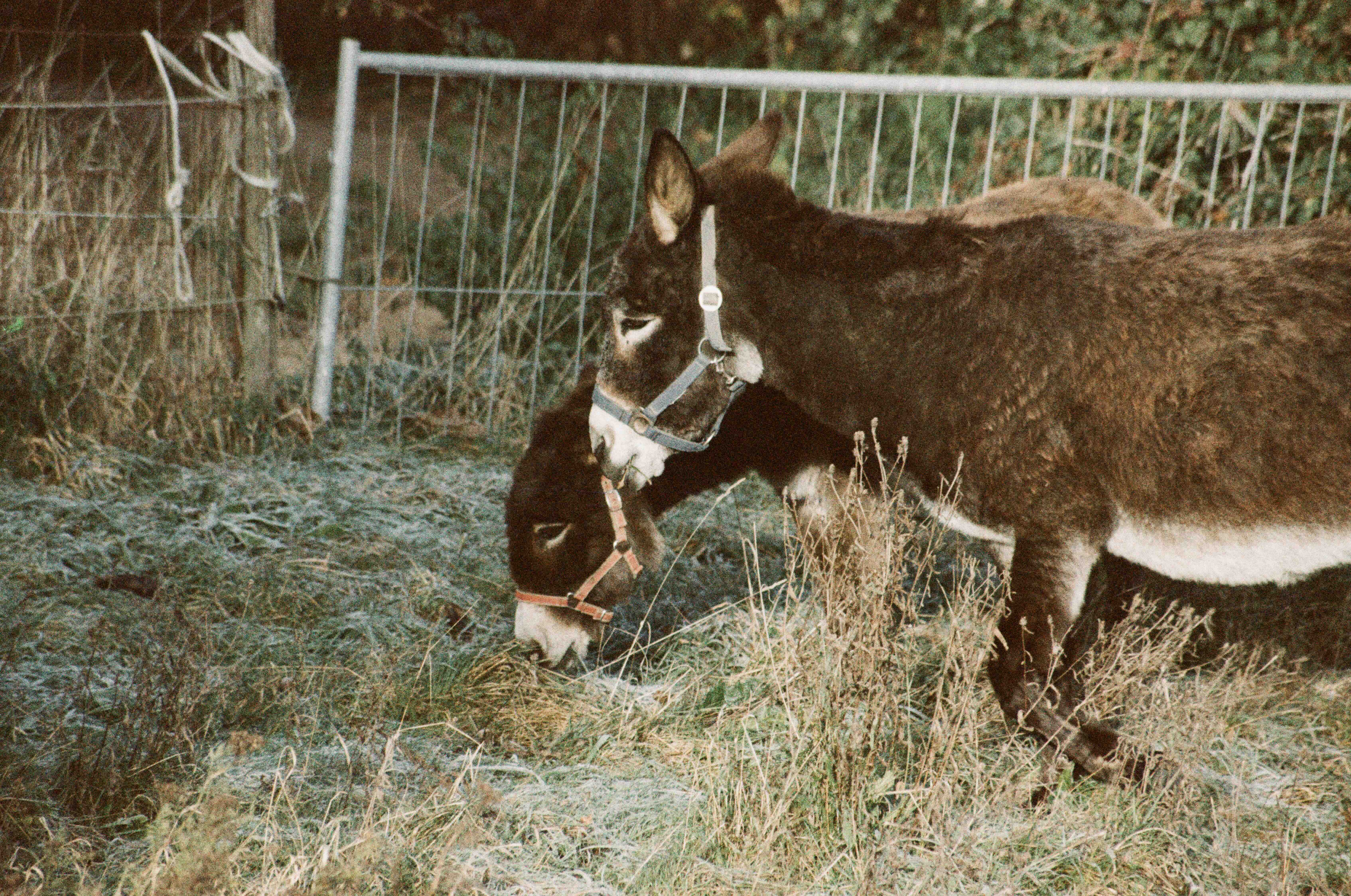 Two donkeys